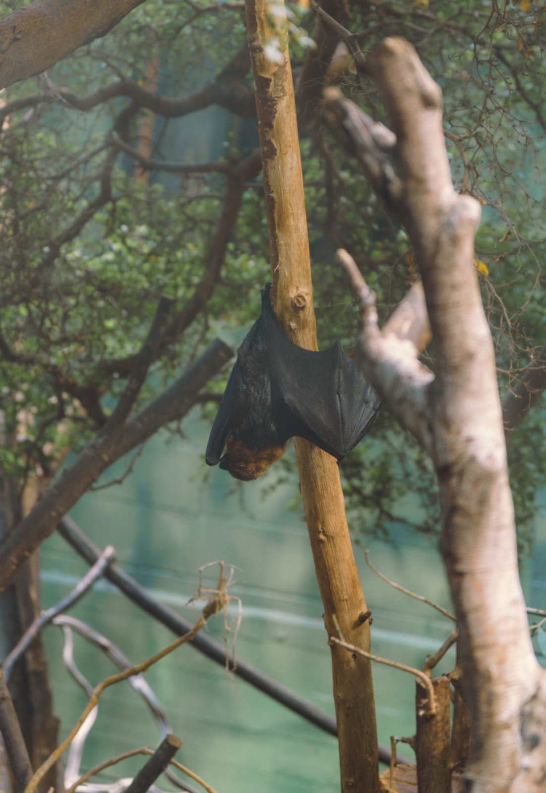 A Flying Fox Spreading Wings